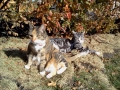 2011-10-18 sml
