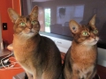 Cat Care Calgary Client Pictures sml